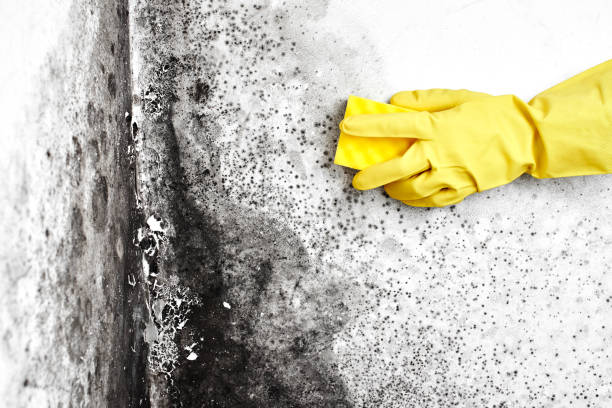 Best Mold Damage Repair  in Smiths Station, AL